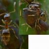 Plagiolepis sp.